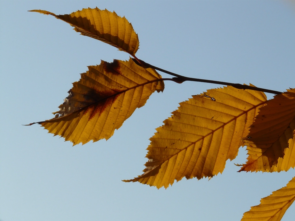 Otoño en Rascafría: hayedos, castañas y rutas en la sierra