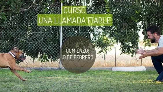 Solo Es Un PERRO - Adiestrador canino en Madrid - foto 2