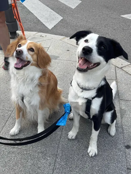 Educador de Perros