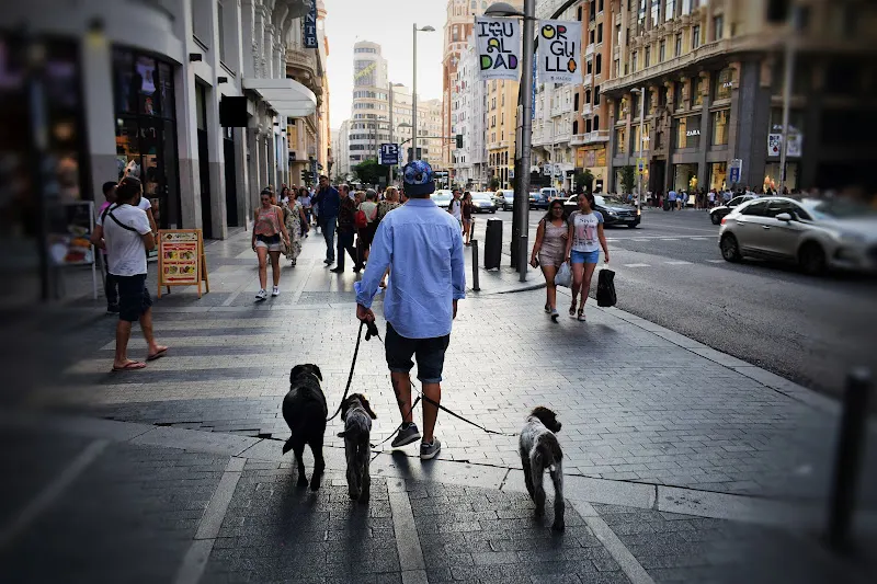Dog & Life - Adiestrador canino en Madrid - foto 2