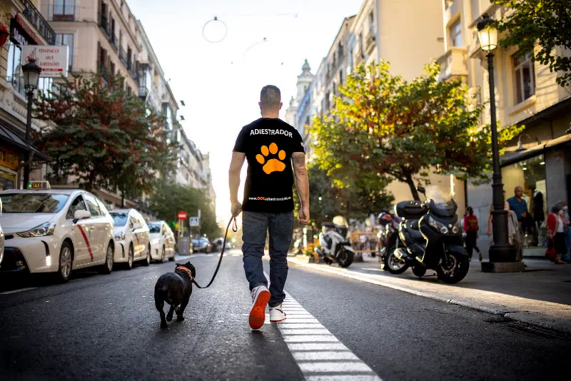 DOS🥇 Adiestramiento - Adiestrador canino en Madrid - foto 2