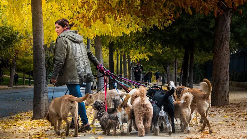 The Walking Dog - Adiestrador canino en Madrid - foto 2