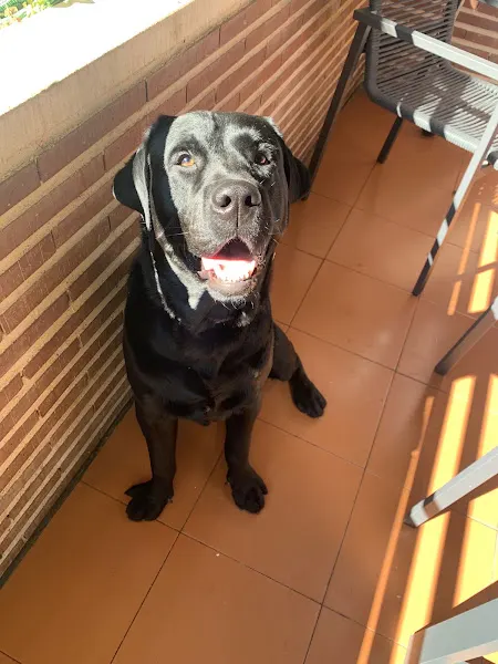 EDUCAN - Adiestrador canino en Madrid - foto 2