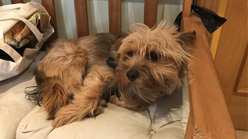 La Sonrisa del Perro - Adiestrador canino en Madrid - foto 2