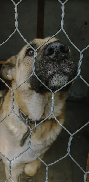Etólogo canino en Madrid Iván García - Madrid