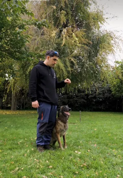 Adiestramiento canino - Madrid