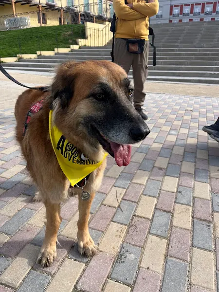 Dog Adventure - Actividades con perro en Madrid y España - Madrid