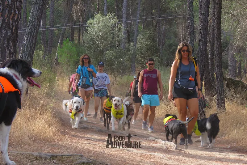 Dog Adventure - Actividades con perro en Madrid y España - Centro de deportes de aventura en Madrid - foto 2