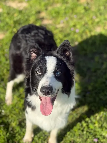Anubis Dog School 🐾 Adiestradora de perros