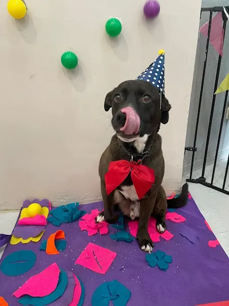 Vive Pets (Bº Chamberí) Hotel 24h, guardería y peluquería canina