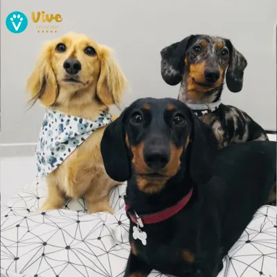 Vive Pets (Bº Chamberí) Hotel 24h, guardería y peluquería canina - Guardería canina en Madrid - foto 2