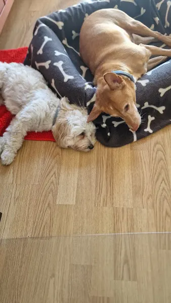 AMPE Amigos Peludos