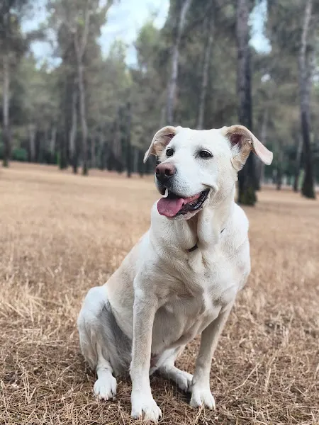 PASEOyouPERRO - Madrid