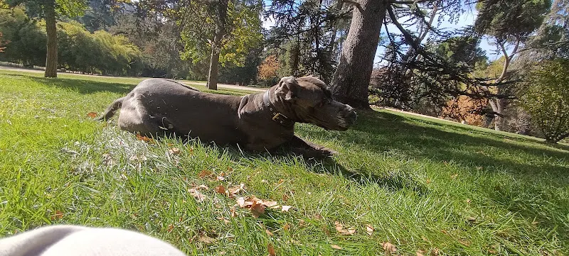 PASEOyouPERRO - Paseador de perros en Madrid - foto 2