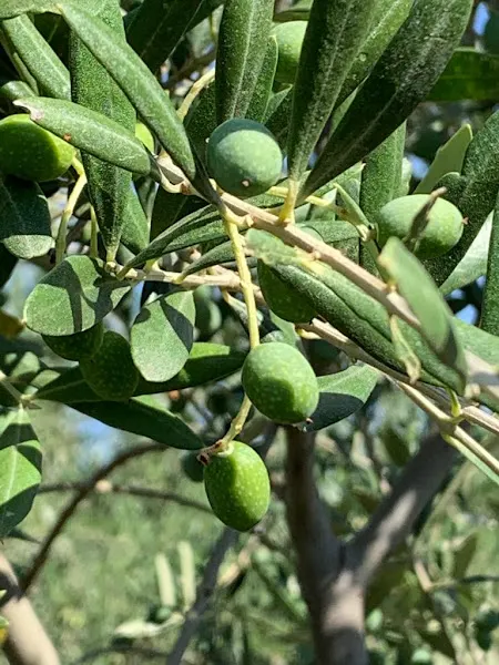 La Aceitera de la Abuela - Titulcia