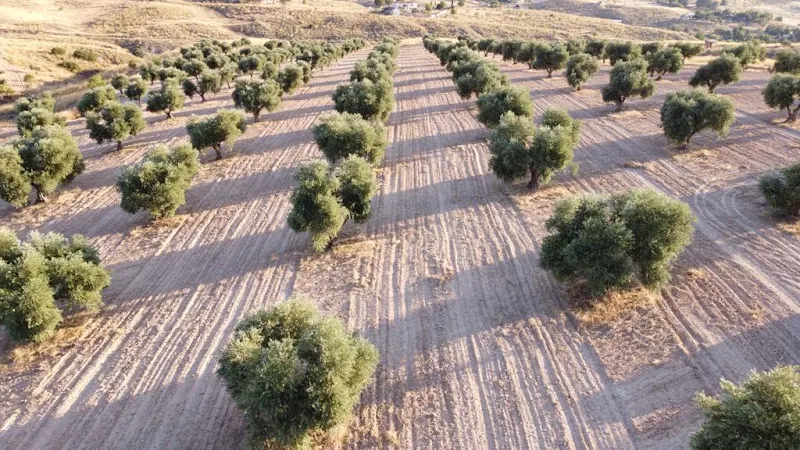La Aceitera de la Abuela - Almazara en Titulcia - foto 2