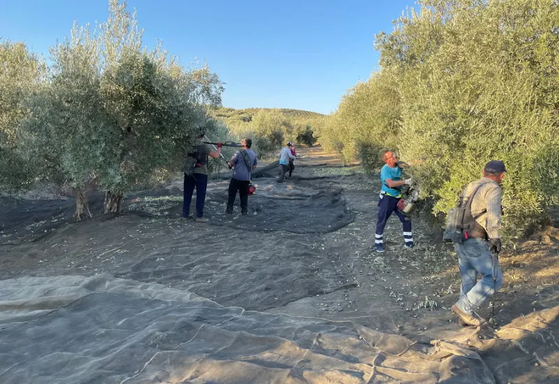 Aceites Avareo en Horcajo de Santiago