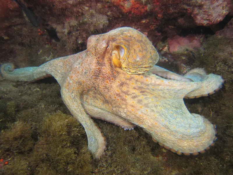NeoDive