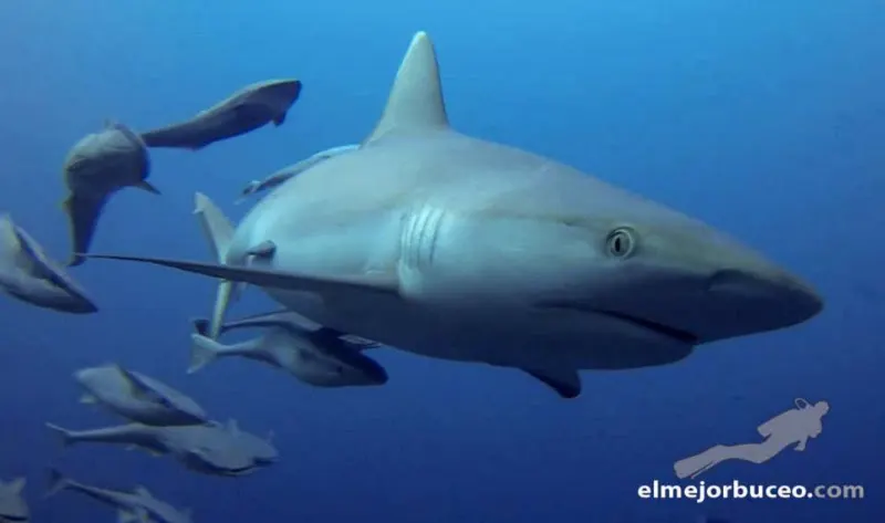 El Mejor Buceo