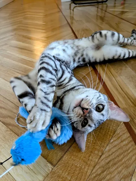 Catguro - Cat sitter - Canguro de gatos a domicilio