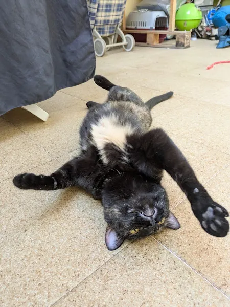 Catguro - Cat sitter - Canguro de gatos a domicilio - Cuidador de mascotas en Madrid - foto 2