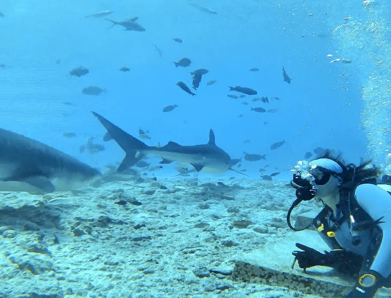 Scuba Finders - Agencia de viajes de buceo en Majadahonda - foto 2