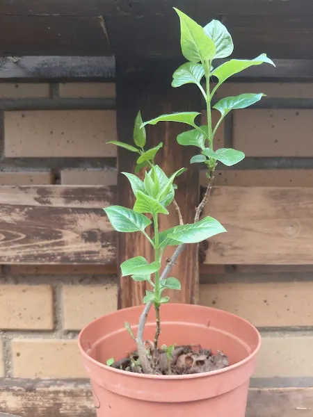 Escuela Infantil El Bosque - Guardería en Madrid - foto 2