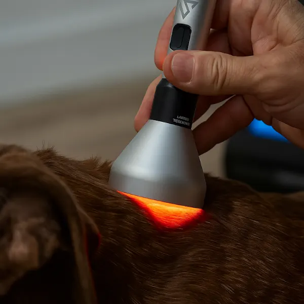 Avanvet | Tecnología Láser Veterinaria - Madrid