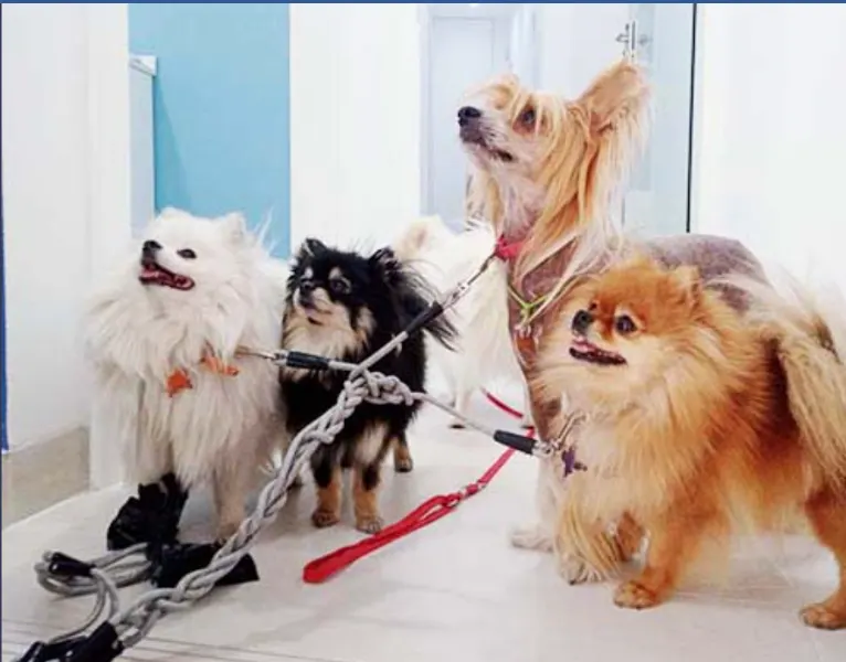 Centro Veterinario Espronceda