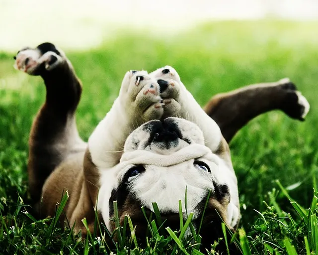 Clínica Veterinaria Liderveterinaria