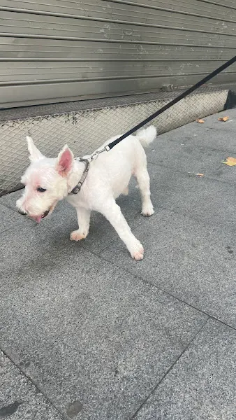 El Reino De Simba - Madrid