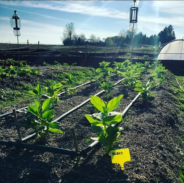 El Paraíso de la Huerta - Alquiler Huerto Madrid - Torrejón de la Calzada