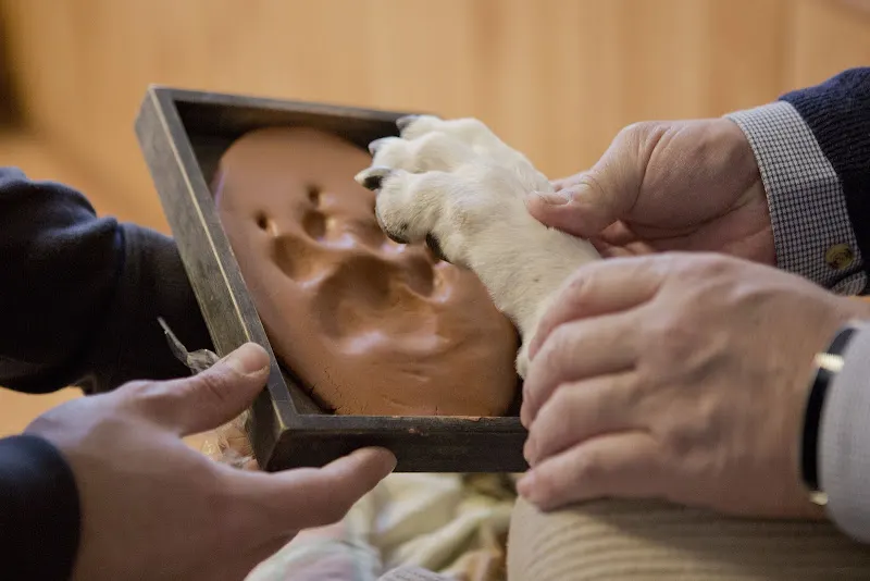 Funeraria San Antonio Abad | El Patrón de las Mascotas - Servicio funerario para mascotas en Paracuellos de Jarama - foto 2
