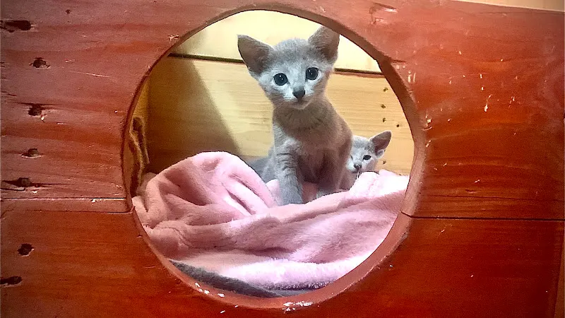 Esmeralda Azur Russian Blue - Madrid