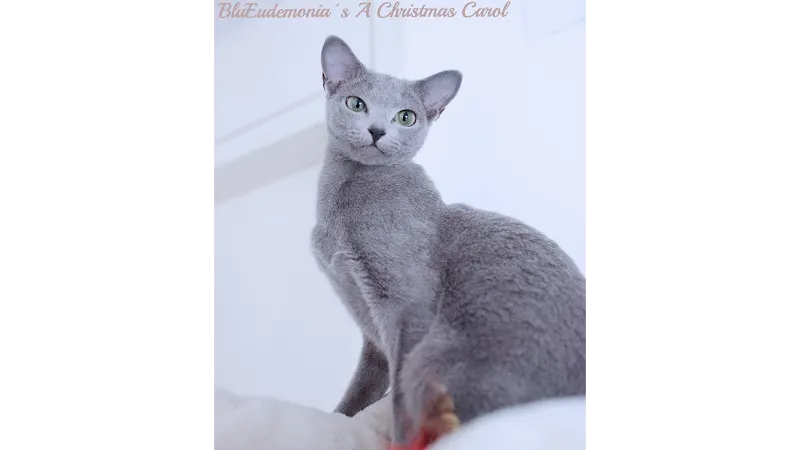 Esmeralda Azur Russian Blue - Servicio de adopción de mascotas en Madrid - foto 2