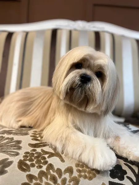 Luxury Pets - Madrid