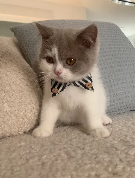 British De La Fortaleza - Criadero Gatos British Shorthair y Longhair