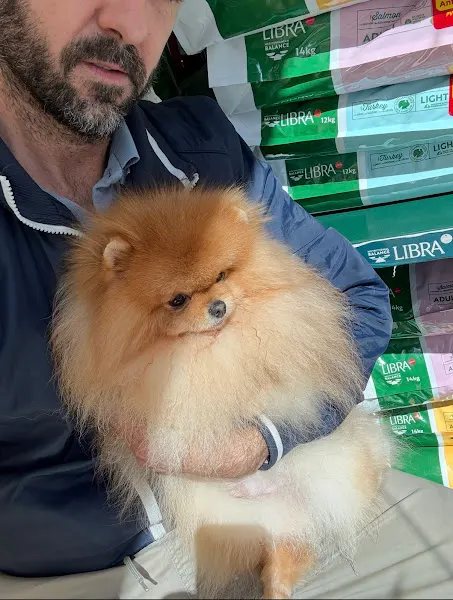 Pomerania Madrid Criadero de perros pomeranias - Madrid