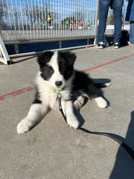 De Lord Malvo Criador de Border Collie Jack Russell y Labrador Retriever Centro canino y criadero - Criador canino en Cádiz - foto 2