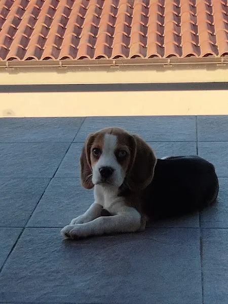 Afijo de Sierra Dormida - San Fernando de Henares