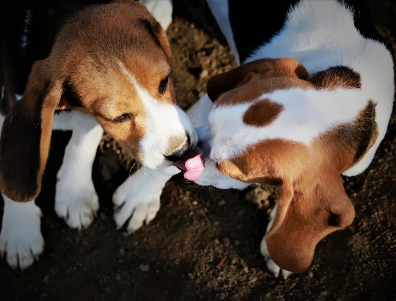 Afijo de Sierra Dormida - Criador canino en San Fernando de Henares - foto 2