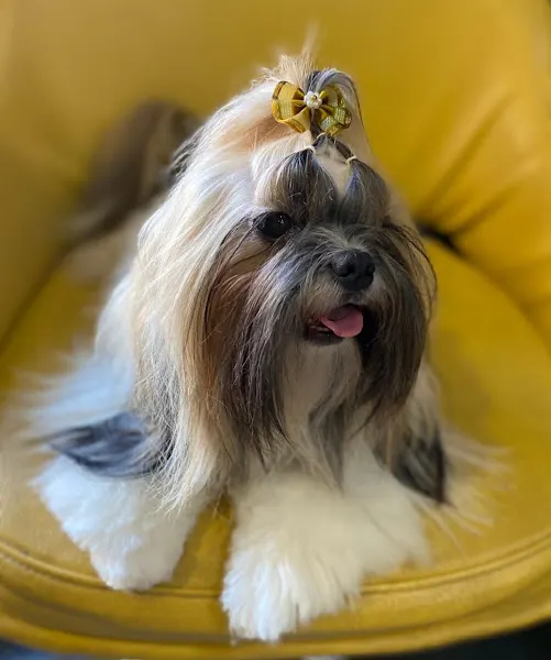 Nicolas Herrero - Peluquero de mascotas en Madrid - foto 2