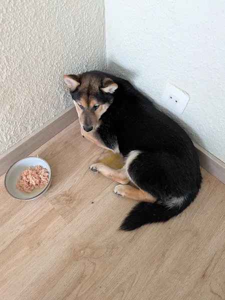 Criadores Responsables para perritos - Servicio de adopción de mascotas en Parla - foto 2
