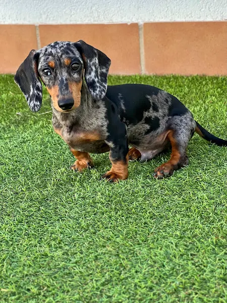De Golage - Criador canino en Chinchon - foto 2
