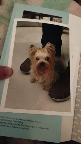 Coramonte Yorkshire Terrier - Madrid