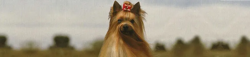 Coramonte Yorkshire Terrier - Criador canino en Madrid - foto 2