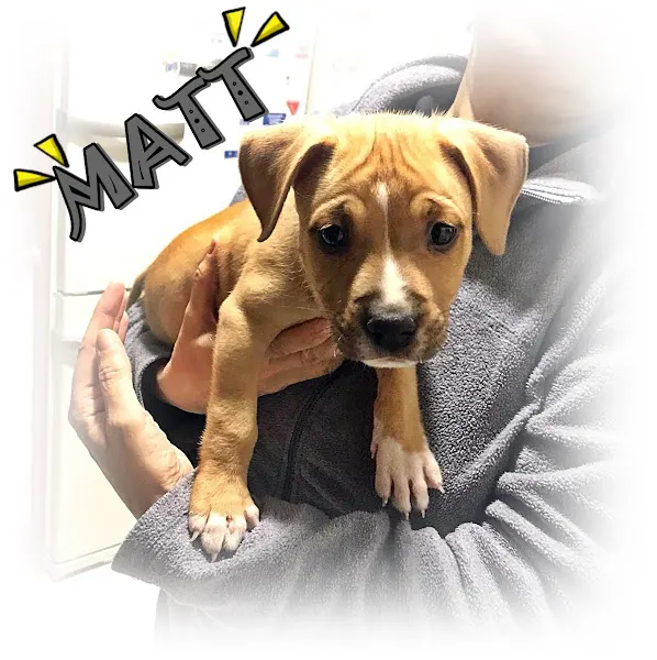 NUEVAVIDA-Adopciones Madrid - Protectora de animales en Majadahonda - foto 2