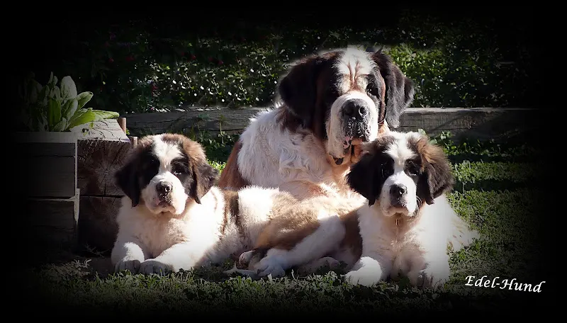 San Bernardos de Edel-Hund - Criador canino en Cádiz - foto 2