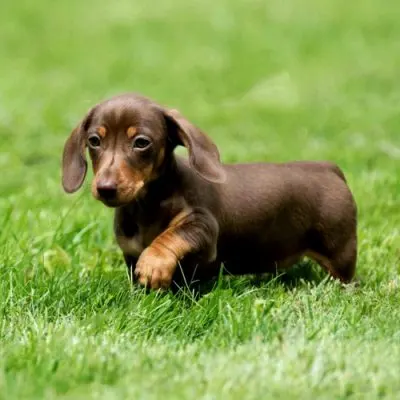 Comprar perro Madrid - Libra Mascota Parla