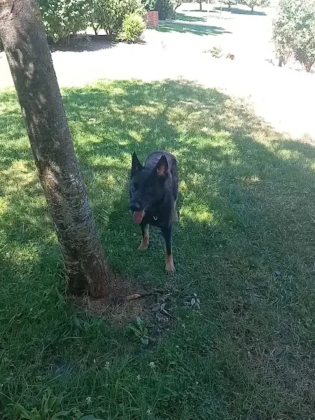 Real Ceppa - Adiestrador canino en Madrid - foto 2